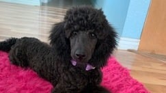 pretty red miniature poodle